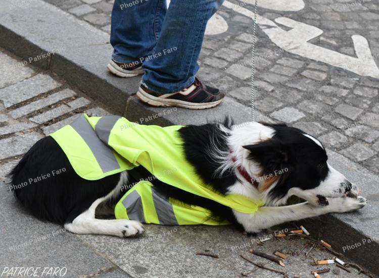 manifestations des gilets jaunes. Photo Patrice Faro